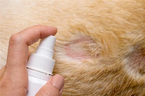 Flea Allergy Dermatitis In Dogs The Dogington Post