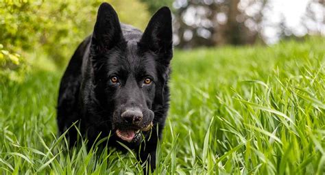 Black German Shepherd Dogs Pros Cons And Buying Guide