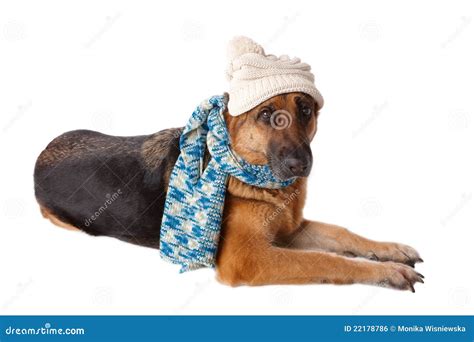 German Shephard Dog Wearing Hat And Scarf Stock Photo Image Of Alone