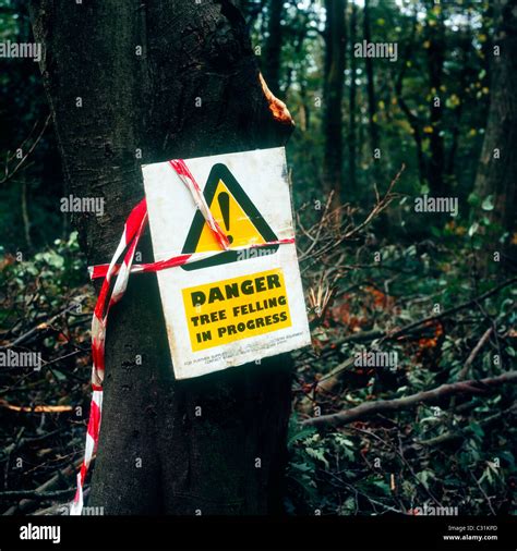Danger Tree Felling In Progress Warning Sign In Weston Woods Weston