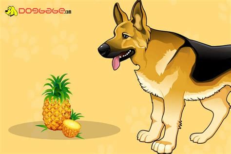Yes, they can get sick because of the high amount of sugar if they eat large amounts. Can Dogs Eat Pineapple To Help Stop Eating Feces? Here're ...