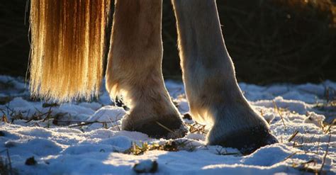 Dealing With And Avoiding Winter Hoof Care Issues