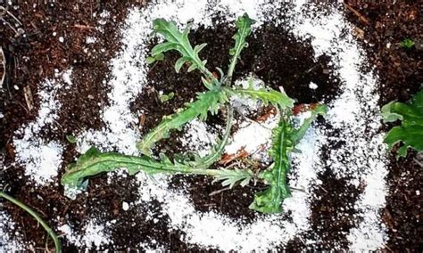 Top 8 How Long Does Diatomaceous Earth Take To Kill Bugs