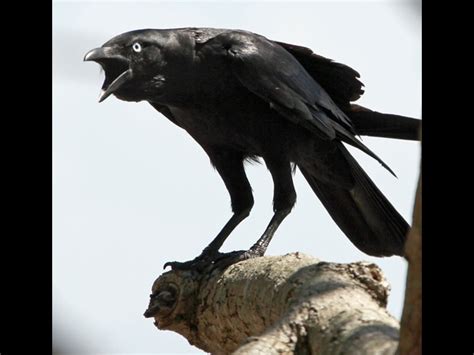 ಸತ್ತ ಕಾಗೆಯ ಶವದೊಂದಿಗೆ ಸೆಕ್ಸ್ ನಡೆಸುವ ಕಾಗೆಗಳು ವೀಡಿಯೊ ವೈರಲ್ Video Of Crows Having Sex With A Dead