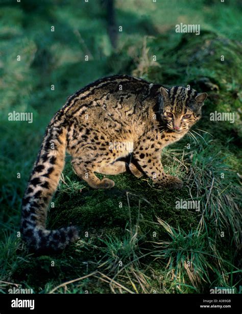 Marbled Cat Stock Photos And Marbled Cat Stock Images Alamy