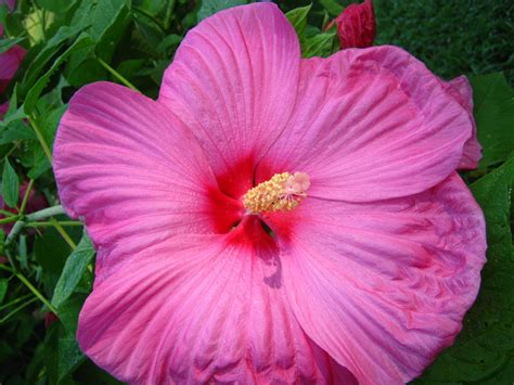 Dinnerplate hibiscus green pasture 10 50 250 or 1000 seeds | etsy. dinner plate hibiscus | Hibiscus, Flowers, Plants