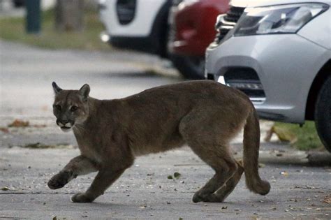 Cougar Attacks 9 Year Old In Washington After Earlier Sightings Spark Fear Patabook News