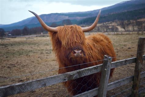 Pin On Highland Coos