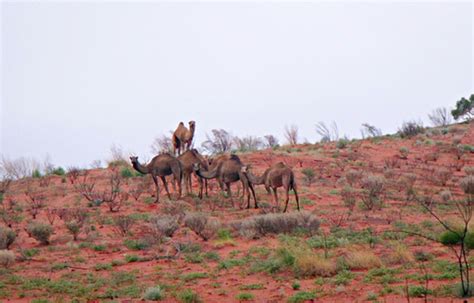 Awesome spotting by mb when we were on our 90 days rv outback adventure!! Australia's Feral Camels | Owlcation