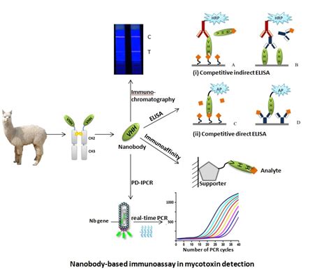 Toxins Free Full Text Nanobody Technology For Mycotoxin Detection