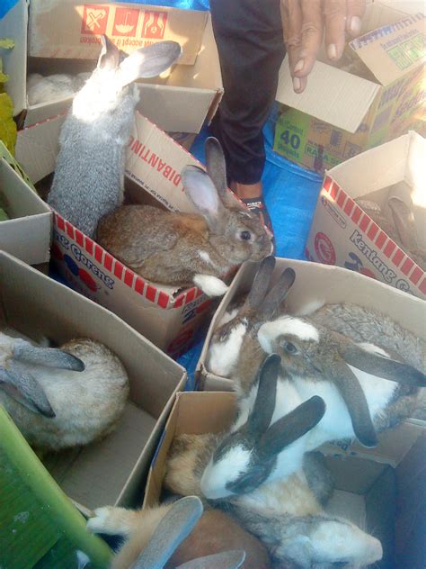 jual kelinci pedaging jawa timur | | Kebun Kelinci