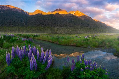 Morning Meadow William Patino Photography