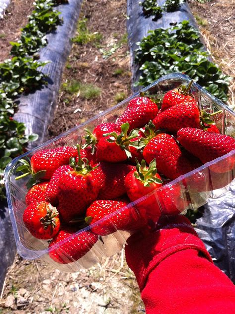 Pick Your Own Strawberries - Beerenberg Farm 2017/18 Season - Adelaide