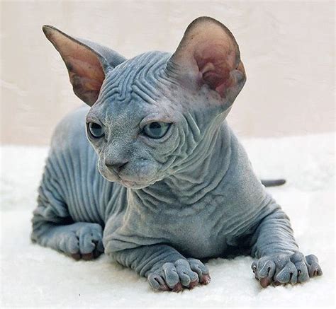 Black Hairless Cat Baby Cat Meme Stock Pictures And Photos