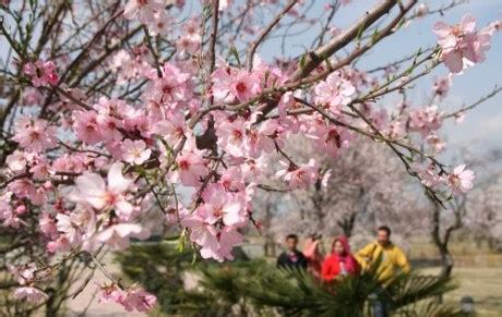 It is a kind of pale oval nut and are among the world's most popular tree nuts. Kashmir Valley's almond trees lure tourists - Indiatimes.com