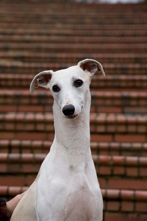 Sowagla Whippets Young Adult Male Available To Approved Home