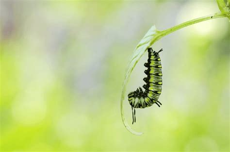 423 Caterpillar Turning Into Butterfly Royalty Free Photos And Stock