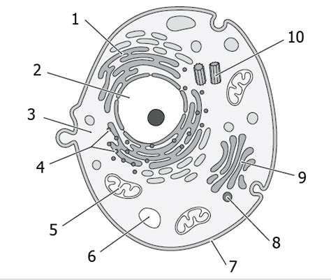 Blank Animal Cell Diagram