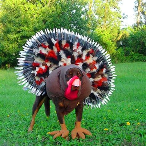 Check spelling or type a new query. Why is this pooch dressed as a turkey? You guessed it, it ...