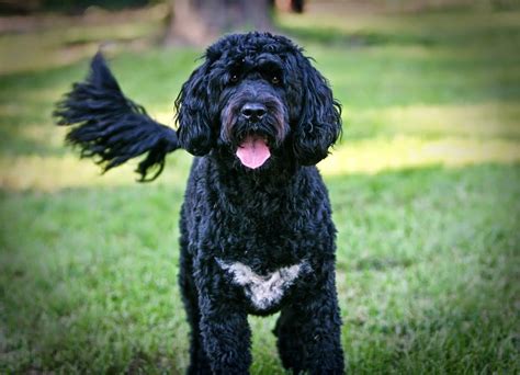 Everything About Your Portuguese Water Dog Luv My Dogs