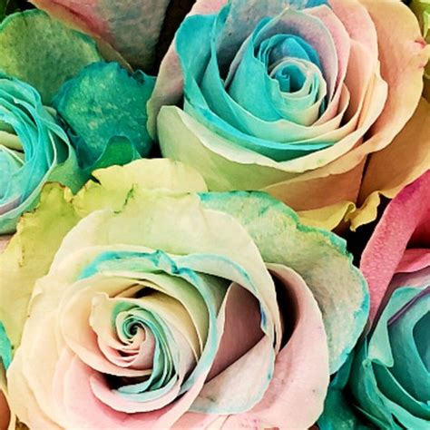 Light Pastel Rainbow Rose Bouquet 12 Stem In 2021 Rose Bouquet