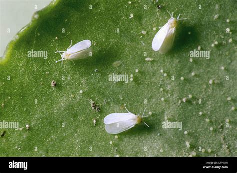 Greenhouse Whiteflies Trialeurodes Vaporariorum Stock Photo Alamy