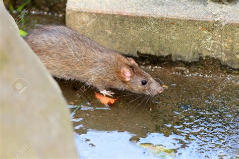 The Brown Rat Rattus Norvegicus And How To Rid Yourself Of Their