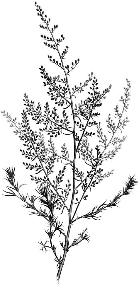 4 Black And White Botanical Stems Images Botanical Illustration