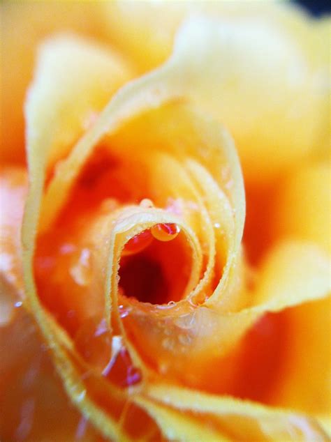 Orange Rose After Rain A Photo On Flickriver