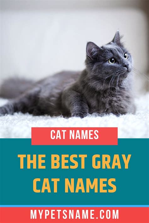 Best Gray Cat Names Gray Cat Names Cat Names Cute Cat Names