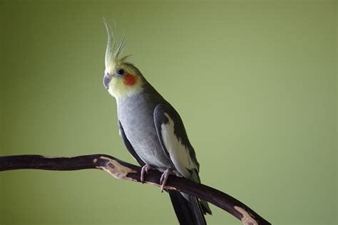 Cockatiel Bird Crest Free Photo On Pixabay