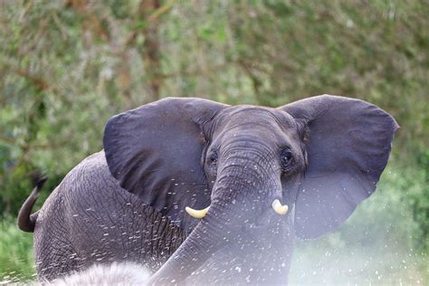 Afrikanischer Elefant Tier Kostenloses Foto Auf Pixabay