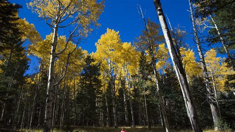 Discover Arizona's Vibrant Fall Colors