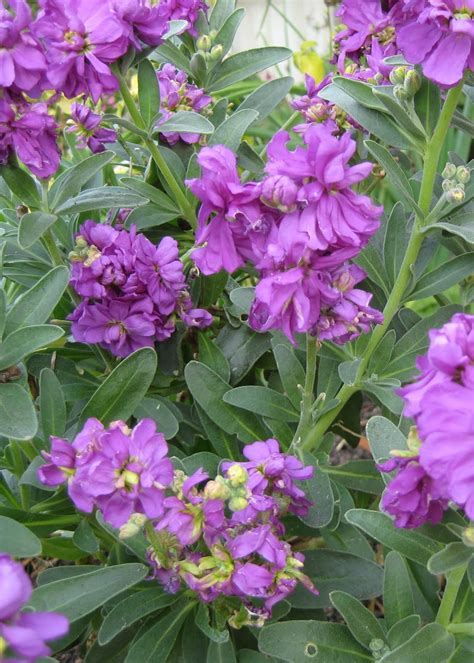 Marcelle Nankervis Top 10 Fragrant Plants For Spring