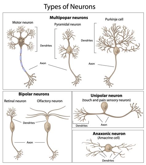 The Neuron External Structure And Classification Interactive