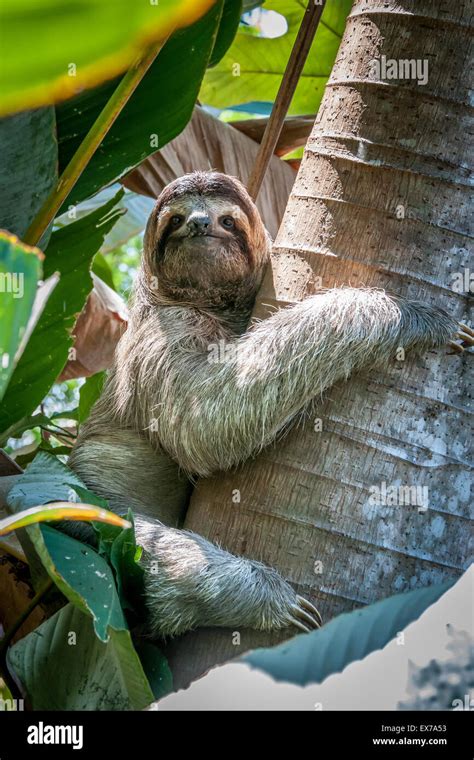 Brown Throated Three Toed Sloth Bradypus Variegatus Costa Rica Stock