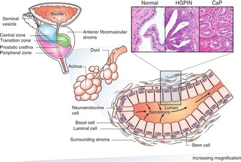4 Schematic Of The Prostate From Organ To Glands Ducts And Acini