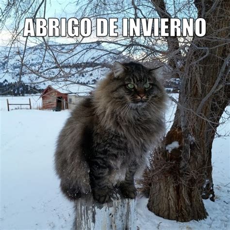 Miáucoles: Abrigo de invierno | Funny spanish memes, Spanish memes