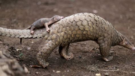 How to breastfeed deep latch techniquein order to get milk from the breast, the baby must latch onto the breast. Adorable Baby Pangolin and Mom Were Just Rescued in Palawan