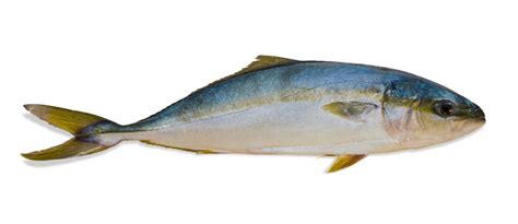 A Beginners Guide To Fishing For Amberjack In Florida And Georgia