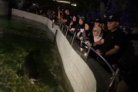 Surabaya Night Zoo Dibuka Besok Berikut Besaran Harga Tiketnya Jpnn