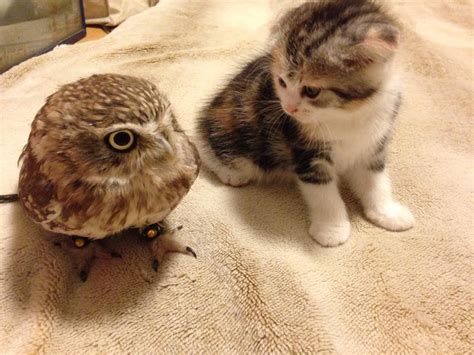 Cute Kitten Plays With Small Owl Bird Youtube