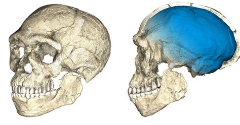 Where Were The Oldest Human Remains Found