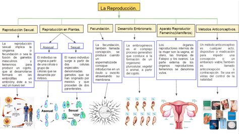 Biologia Mapa Conceptual De La Reproduccion