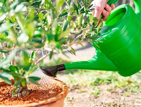 How To Use Epsom Salt On Potted Plants