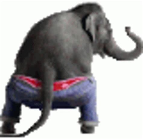 Elephant Twerk Sticker Elephant Twerk Dance Discover Share GIFs
