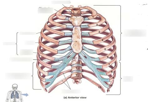 Thoracic Cage Sternum And Ribs Diagram Quizlet