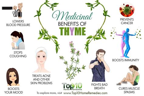 10 Medicinal Benefits Of Thyme Top 10 Home Remedies