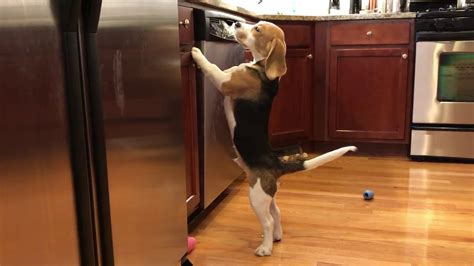 Beagle Puppy Counter Surfing Youtube