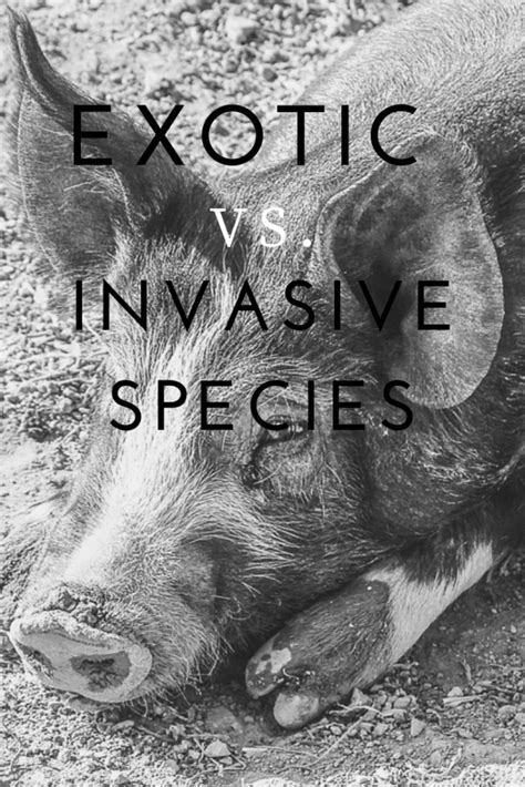 Exotic Versus Invasive Species Miss Pursuit
